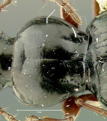 Media type: image;   Entomology 31310 Aspect: pronotum dorsal